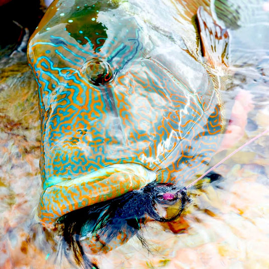 napoleon wrasse flugfiskad