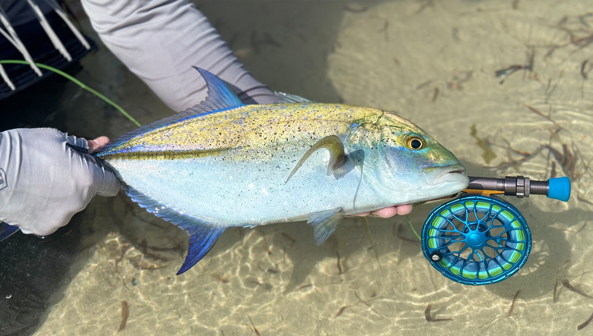 En person visar upp en blågul fisk ovanför grunt vatten bredvid ett blått fiskespö – perfekt för dig som älskar att fiska och planerar din nästa fiskeresa.