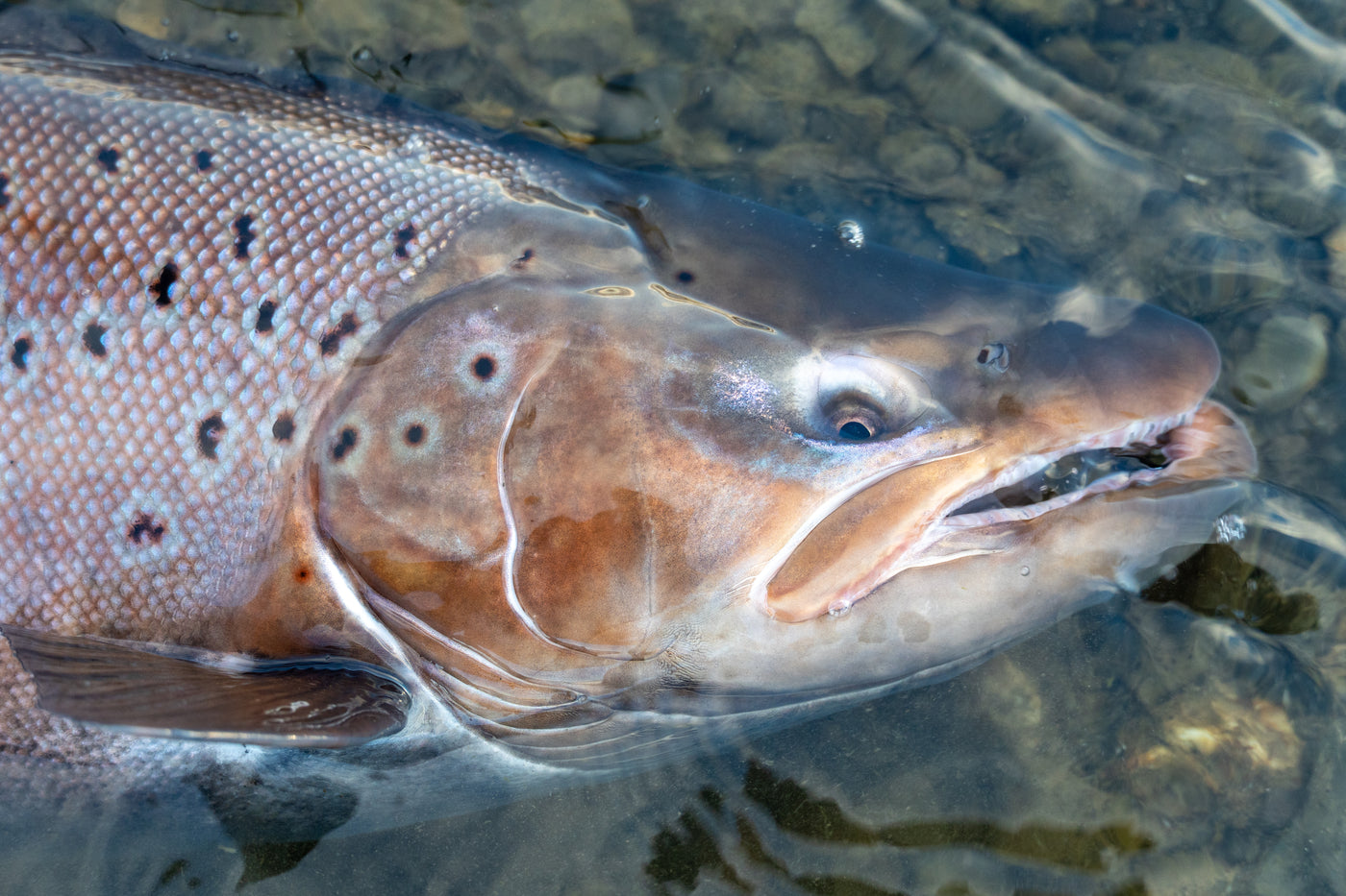 En öring vilar i klart vatten med synliga prickar och fjäll, stenar på botten - perfekt för en minnesvärd fiskeresa.