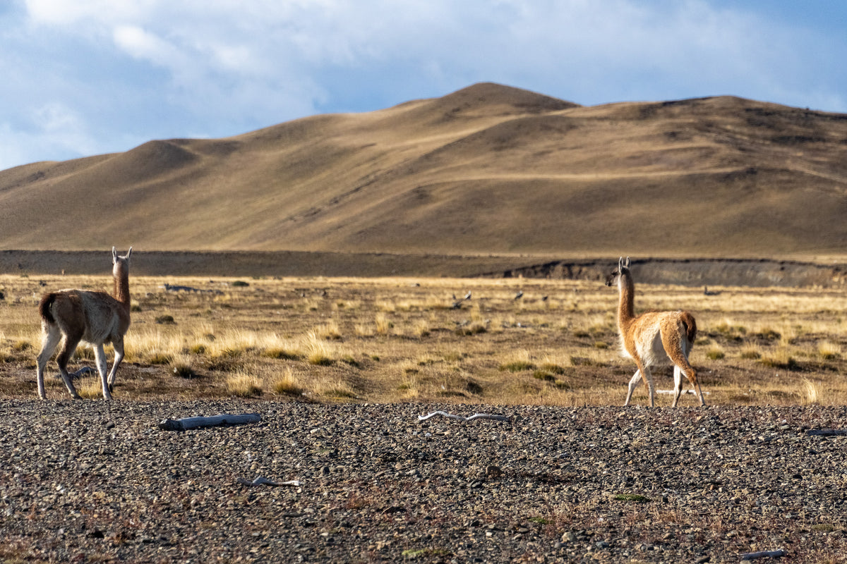 Två guanacos står på en stenig slätt med torrt gräs, blickar mot avlägsna kullar under molnig himmel - vild natur för fiskeresa.