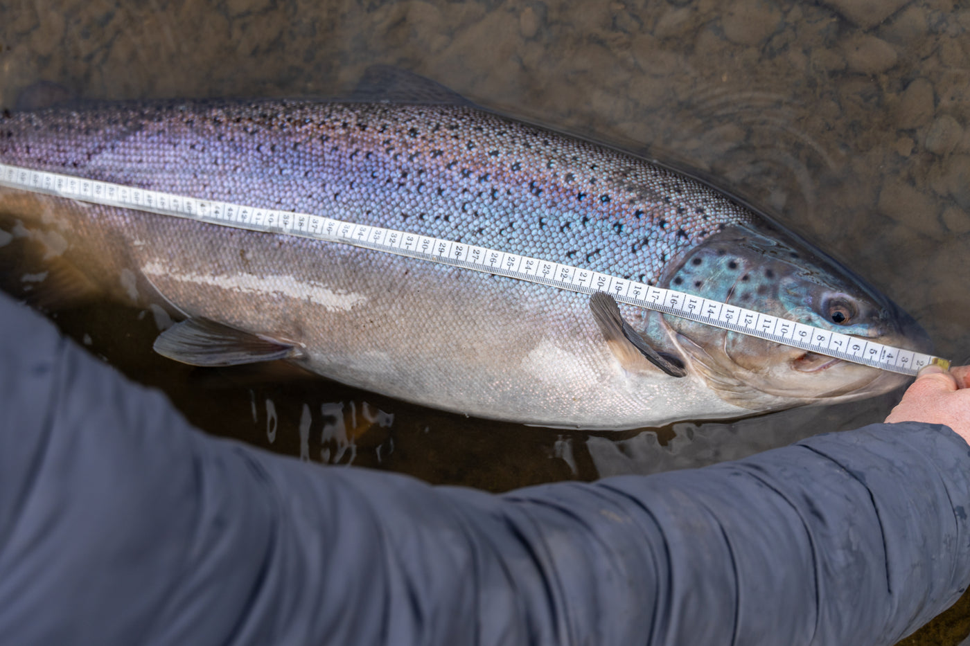 En person mäter en stor fisk i grunt vatten med stenbotten, ett minnesvärt ögonblick från fiskeresan som sportfiskare.