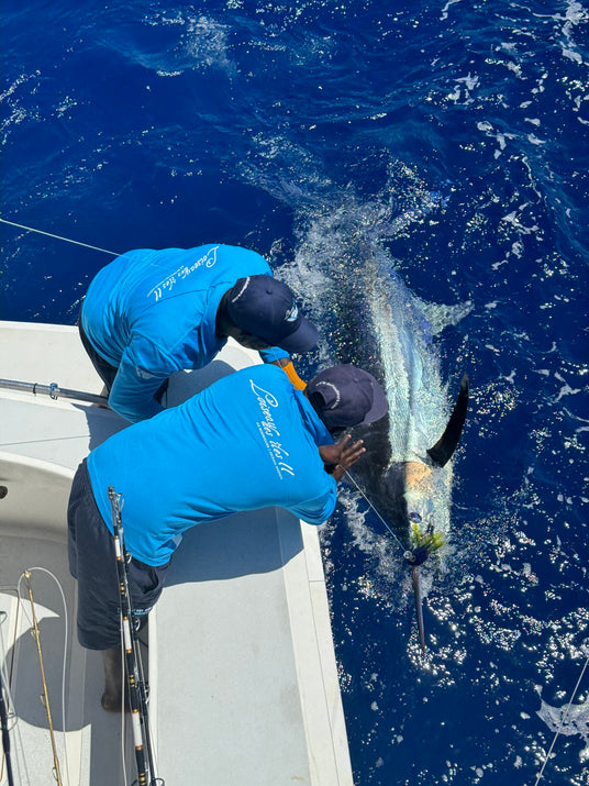 Marlin vid bÄtsidan före release utanför Rodrigues Island