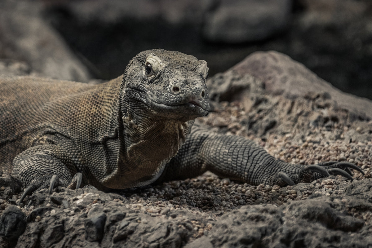 Komodovaran i Komodo National Park, Indonesien.