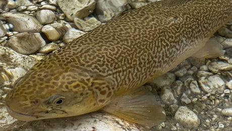 Marmoröring i Slovenien – guide till flugfiske och fiskeresor
