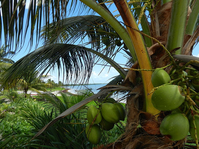 Närbild på gröna kokosnötter på en palm, grönska och sandstrand vid havet-en idealisk plats för sportfiske och fiskeresa.