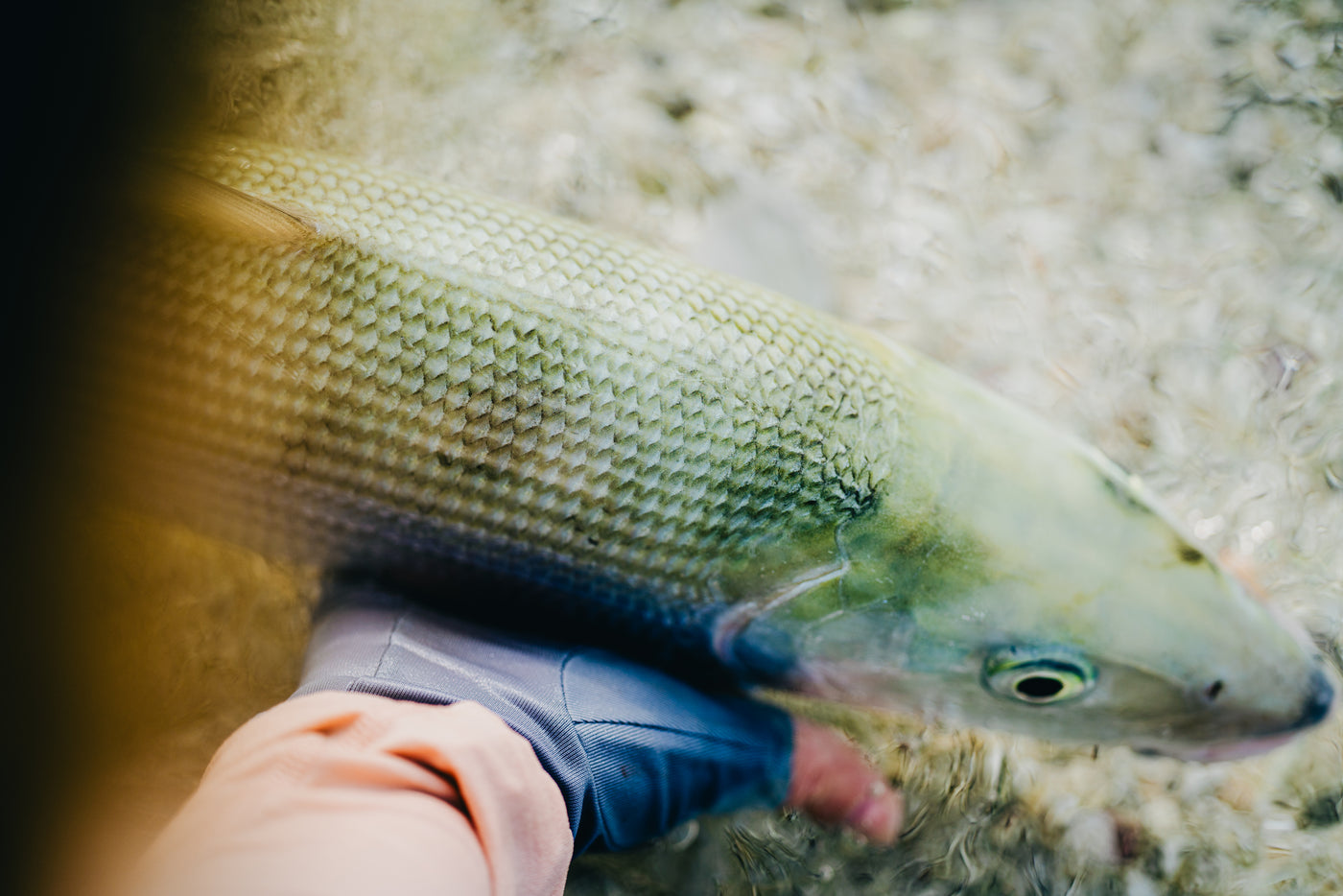 Närbild på sportfiskare som håller stor fisk med gröna fjäll vid grunt vatten under äventyrsrik fiskeresa, catch and release.