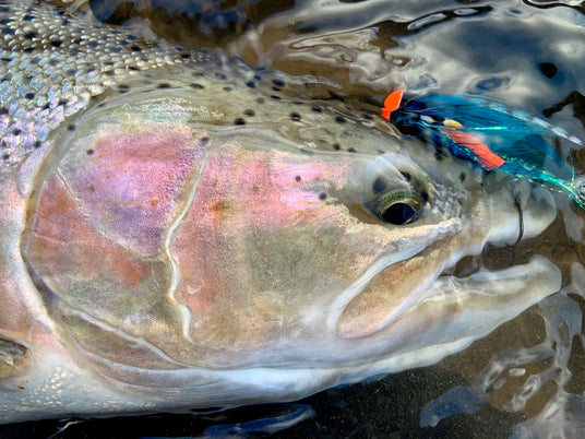 Närbild av regnbågsöring i vattnet med blå-orange fiskedrag i munnen. Idealisk för sportfiske och nästa fiskeresa.