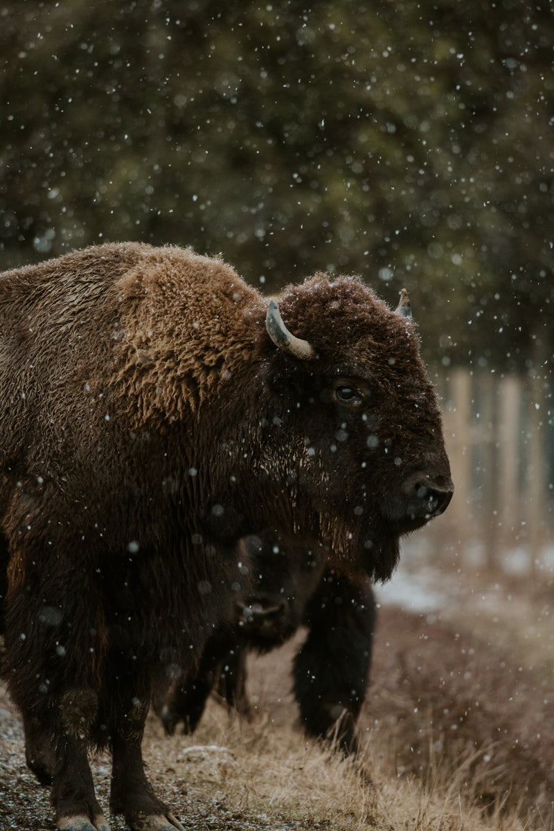 En bison står i snöig natur med fallande snöflingor och träd. Perfekt miljö för sportfiskare på fiskeresa.