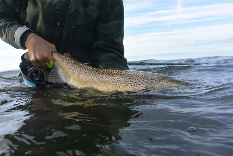 Sportfiskare i grön jacka knäböjer i grunt vatten och återutsätter en stor brunöring under sitt fiskeäventyr.