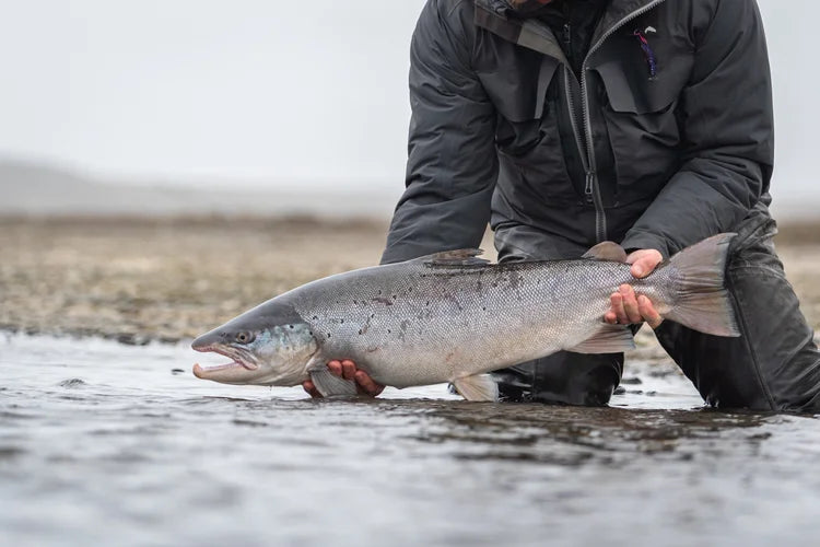 En sportfiskare i mörk jacka knäböjer i grunt vatten och håller en stor silverfärgad, prickig fisk. Fiskeglöd i fokus.