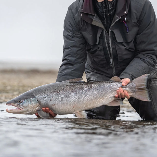 Sportfiskare i fiskeutrustning knäböjer i grunt vatten med stor silverfisk under fiskeresa Rio Grande, Argentina.
