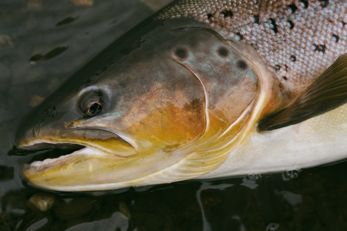 Närbild på öringens huvud och överkropp i grunt vatten, med tydliga fjäll, prickar och öppen mun-dröm för fiskeresan.