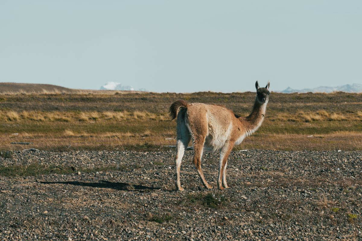 En ensam guanaco står på stenig mark i ett öppet gräslandskap under klar himmel, som lugnet vid en fiskeresa.