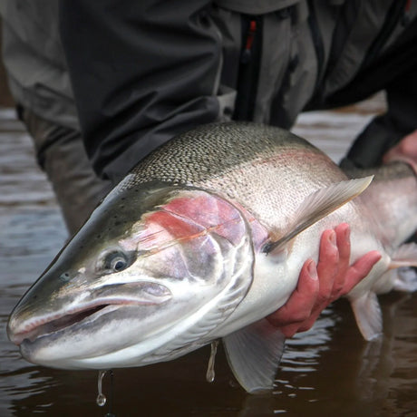 Sportfiskare lyfter stor silverfisk vid Skeena River i Kanada under fiskeresa. Fisken glänser med våta fjäll och tydliga fenor.