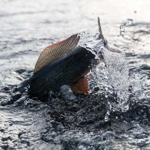 En fisk hoppar upp ur vattnet och skapar ett plask - ett minnesvärt ögonblick för sportfiskare på fiskeresa.