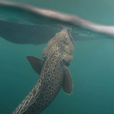 Grönlandshaj simmar under isen vid Camp Nataarnaq-ett unikt ögonblick för sportfiskare på fiskeresa i Grönland.