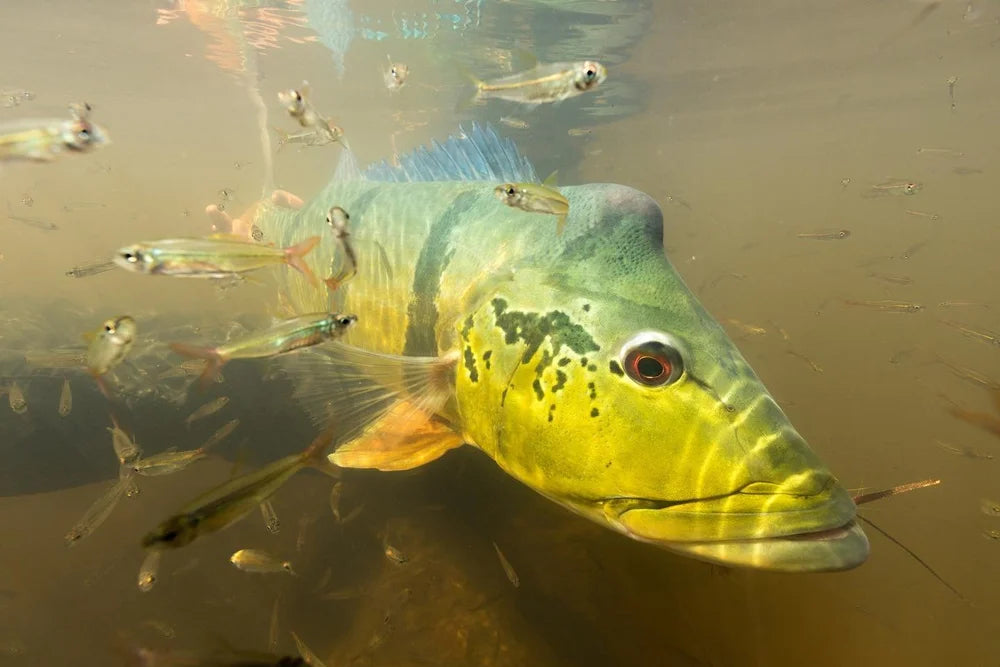 En stor grön och gul fisk simmar bland små silverfärgade fiskar i grumligt vatten - en inspirerande scen för sportfiskare på fiskeresa.
