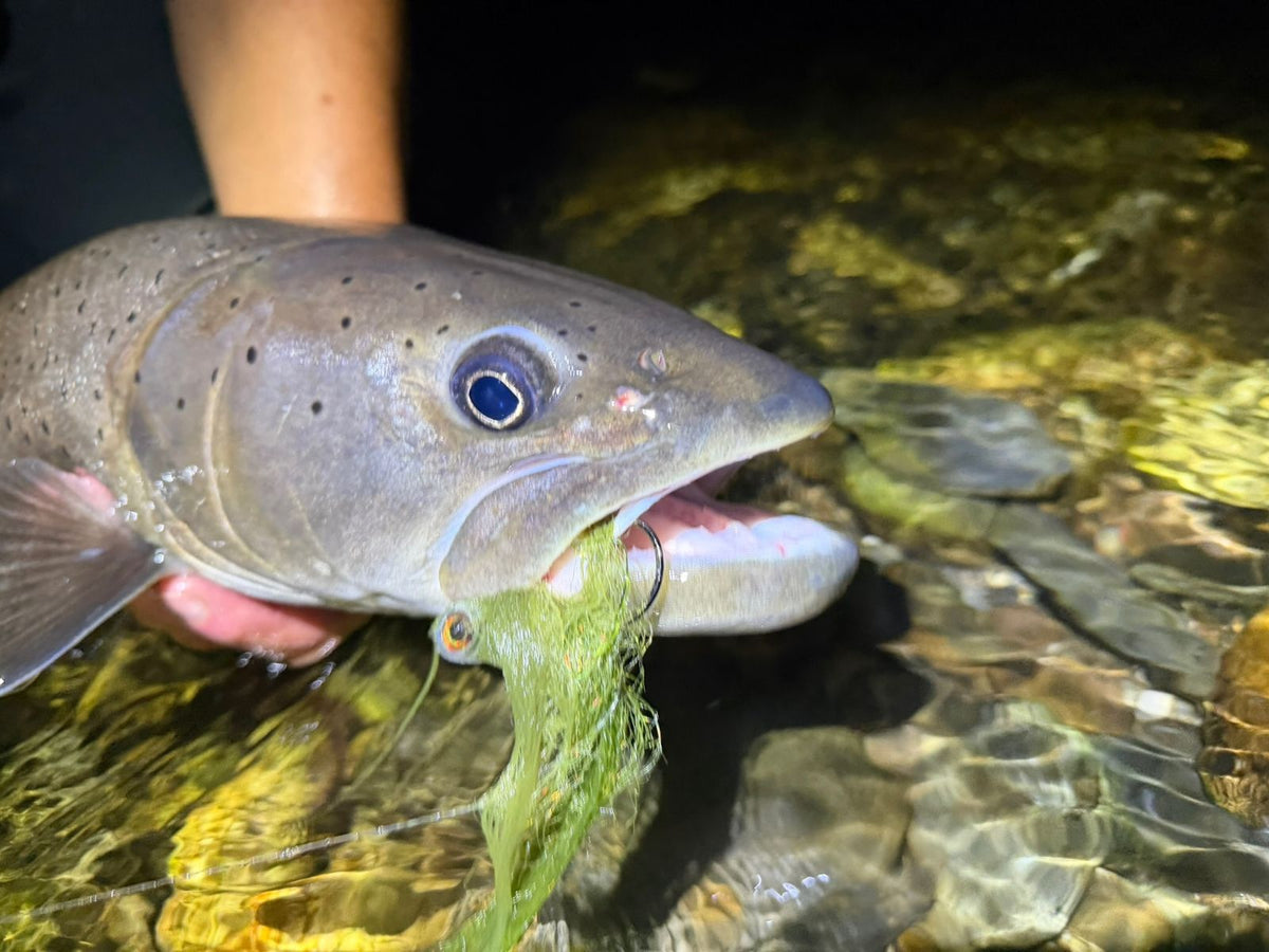 Närbild på huvudet av en hucho hucho med grön streamer i munnen, fångad i Montenegro